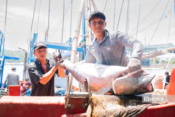 Ngoài tàu ông Hùng, có tàu của ngư dân khác cập bờ với hơn 70 con cá. Tàu nào ít khoảng hơn 20 con. “Chuyến này dầu xuống mới dám đi. Trước đây, giá dầu tăng cao, ngư dân muốn đi phải tính toán đong đếm, cân nhắc kỹ”, một ngư dân chia sẻ.