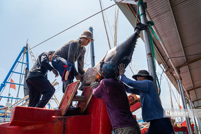 Để đưa được con cá ngừ từ tàu lên bờ, 4 ngư dân phải dùng dây thừng, từng bước cẩu con cá ngừ cẩn thận, đảm bảo chất lượng cá.