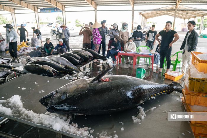 Tùy vào chất lượng cá, đầu nậu sẽ thu mua với giá dao động 96.000 – 106.000 đồng/kg.