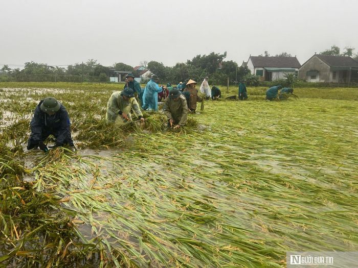 Vào chiều 3/5 trận giông lốc cũng khiến thửa ruộng hơn 3 sào của vợ chồng ông Tạ Quang Nhàn, trú tại xã Thiên Nhẫn, Nghệ An bị đổ “như trải chiếu”. Lúa đang độ chín, nếu không thu hoạch sẽ bị mọc mầm, thối hỏng. Bản thân ông Nhàn bị đau chân, con cái ở xa nên vợ ông phải gặt bằng tay. Thuê máy họ không nhận vì lúa đổ nên ông Nhàn dự kiến phải gặt vài ngày mới xong. Tuy nhiên, lực lượng Công an xã, Ban Chỉ huy Quân sự và Đoàn thanh niên xã Thiên Nhẫn đã có mặt hỗ trợ gia đình thu hoạch. Chỉ trong một buổi, toàn bộ diện tích lúa đổ của gia đình ông Nhàn được gặt xong.