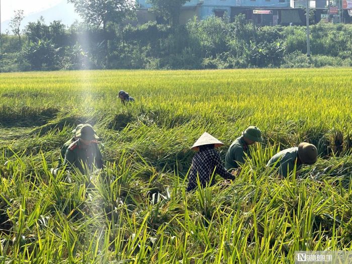 Trước tình hình đó, với tinh thần “Vì Nhân dân phục vụ”, lực lượng công an các xã đóng trên địa bàn đã nhanh chóng huy động cán bộ, chiến sĩ xuống cơ sở hỗ trợ người dân cứu lúa sau thiên tai. Tại xã Xuân Lâm, những ngày qua Công an xã đã huy động đoàn viên thanh niên cùng cán bộ, chiến sĩ trực tiếp xuống xóm 2 giúp các hộ dân dựng lại những diện tích lúa bị đổ gãy sau trận mưa lốc ngày 3/5. Lúa đang non chưa thể thu hoạch nếu ngâm nước lâu dễ mọc mầm, hư hỏng, nguy cơ mất trắng rất lớn. Nhiều hộ dân xúc động khi chỉ trong thời gian ngắn, những ruộng lúa ngã rạp đã được dựng dậy ngay ngắn, giảm thiểu đáng kể nguy cơ thiệt hại.
