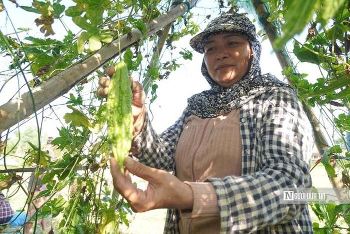 Nông dân Thuận Nghĩa trồng rau an toàn hợp chuẩn VietGAP