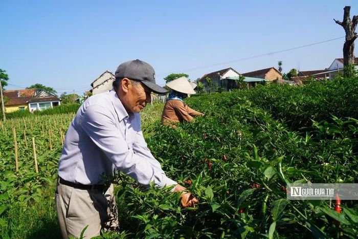 Ông Quách Văn Cầu, Giám đốc HTX Nông nghiệp Thuận Nghĩa