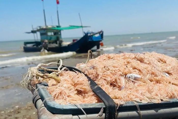 Du khách có thể hòa mình vào cuộc sống thường nhật của ngư dân làng chài và thưởng thức những hương vị tươi ngon của biển cả.