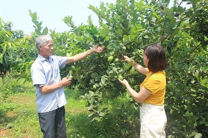 Ông Hoàng Công Toản, ở thôn Phúc Tân tiên phong đưa cây chanh vàng Mỹ về trồng trên đất Cẩm Tân.