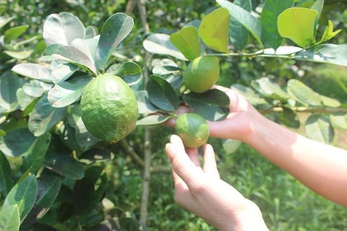 Cây chanh vàng Mỹ hứa hẹn sẽ mang lại hiệu quả kinh tế cao cho bà con xã Cẩm Tân.