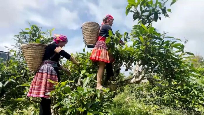 Những nội dung về đời sống thường ngày của người dân ở Suối Giàng đã thu hút được đông đảo lượt xem trên mạng xã hội.