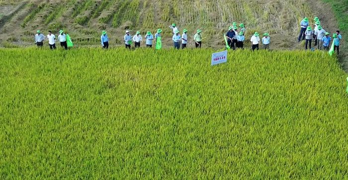 Khảo nghiệm giống lúa mới nhằm phục vụ tái cơ cấu sản xuất, thích ứng với biến đổi khí hậu - Ảnh: B.C