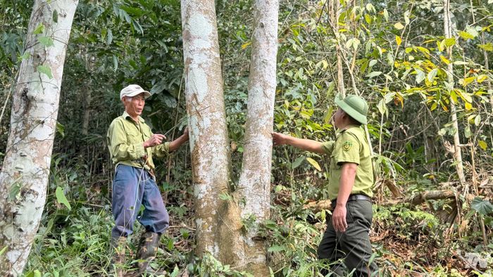 Cán bộ kiểm lâm tuyên truyền, hướng dẫn kỹ thuật, hỗ trợ người dân chuyển sang phát triển rừng gỗ lớn theo hướng bền vững.