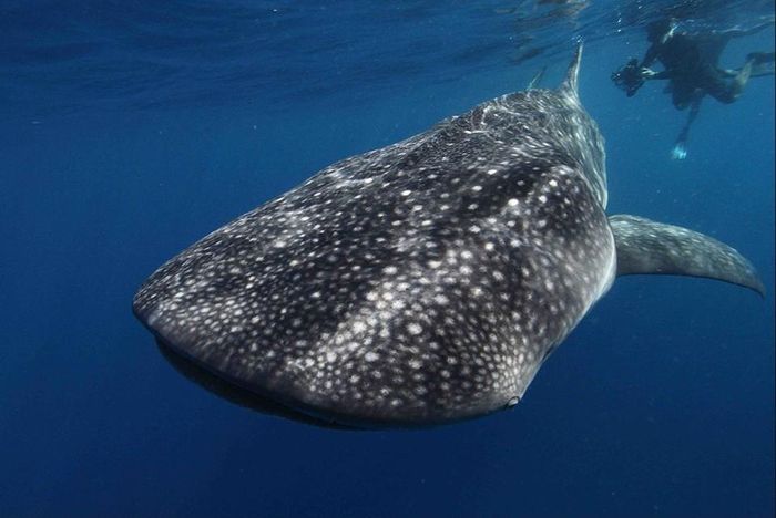  "Khủng long sống" cá mập voi vẫn là loài đang ở trong tình trạng đáng lo. IUCN hiện xếp cá mập voi vào nhóm nguy cấp. (Ảnh: The Guardian) 