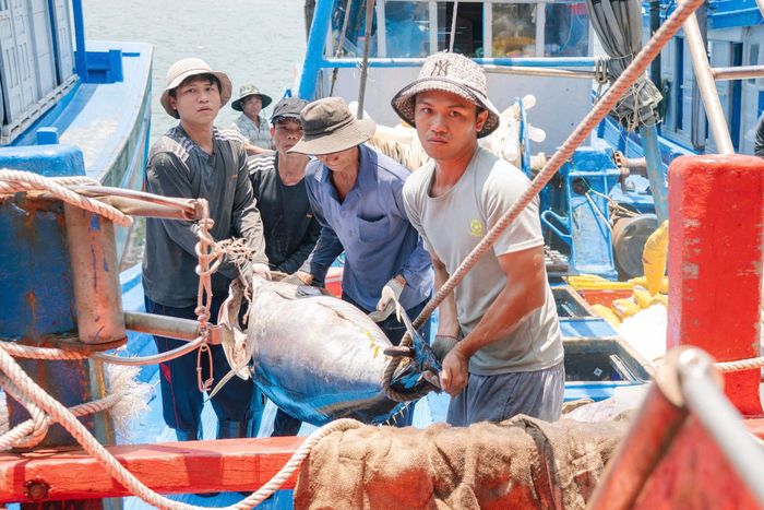  Đưa cá ngừ từ khoang tàu lên bờ 