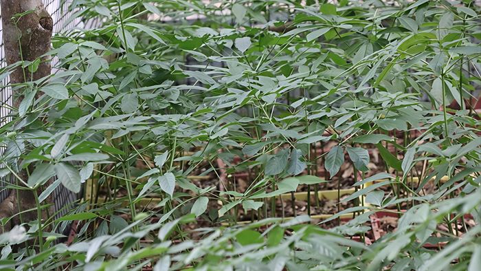  Nếu được trồng bằng giá thể tốt, cây sâm sẽ phát triển nhanh 