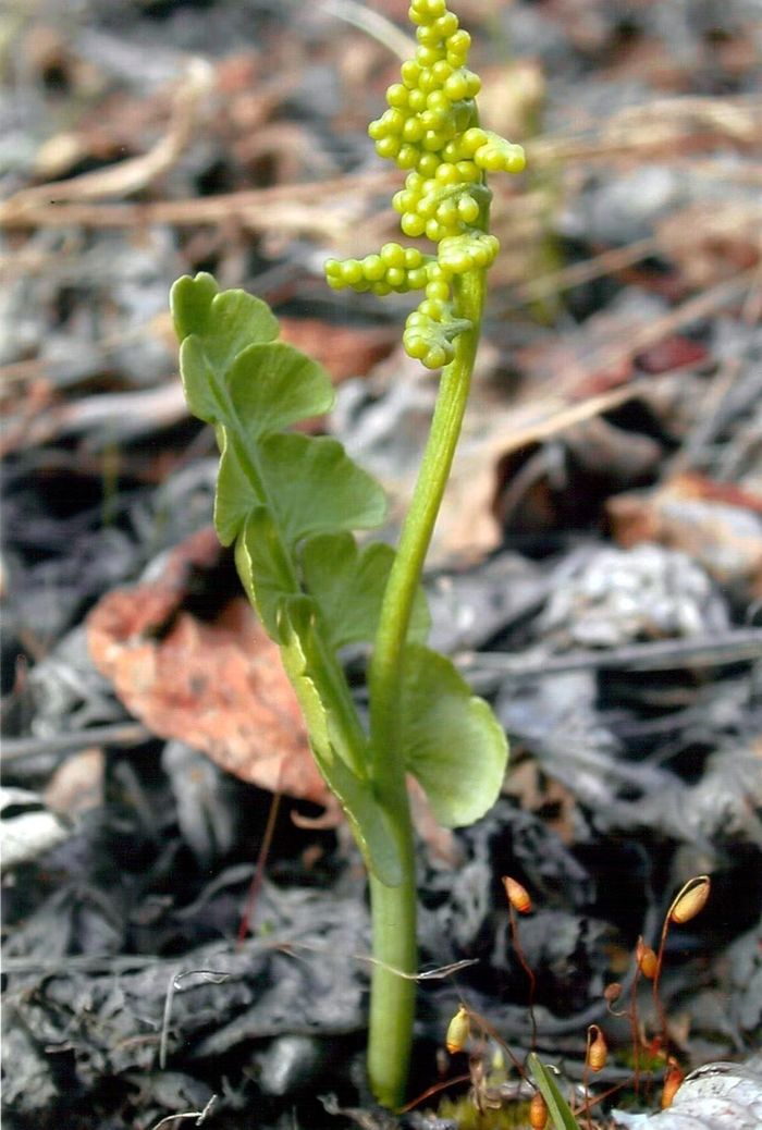 Ảnh: flora.dempstercountry