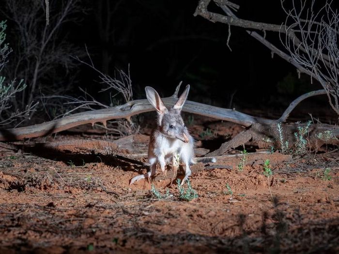 Ảnh: australianwildlife.