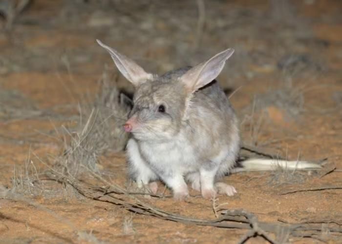 Ảnh: australianwildlife.