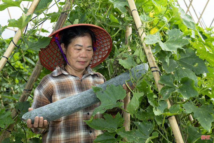 Niềm vui của người trồng bí không chỉ đến từ năng suất và giá bán, mà còn là môi trường sản xuất an toàn hơn, ít tiếp xúc với hóa chất độc hại.