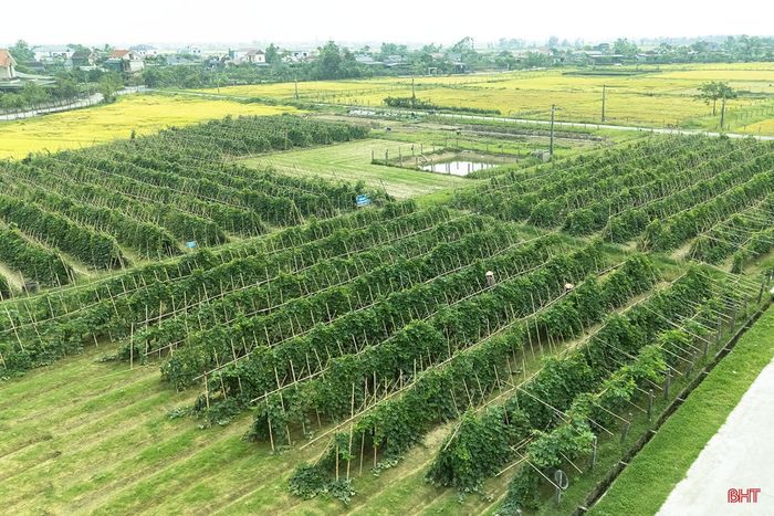  Mô hình trồng bí xanh hữu cơ trên cánh đồng rau thôn Thượng Phú là một phép thử mới nhưng rất có ý nghĩa đối với sản xuất nông nghiệp của xã Thạch Lạc, góp phần mở ra một hướng đi bền vững để nâng cao giá trị các sản phẩm nông nghiệp trên địa bàn. 