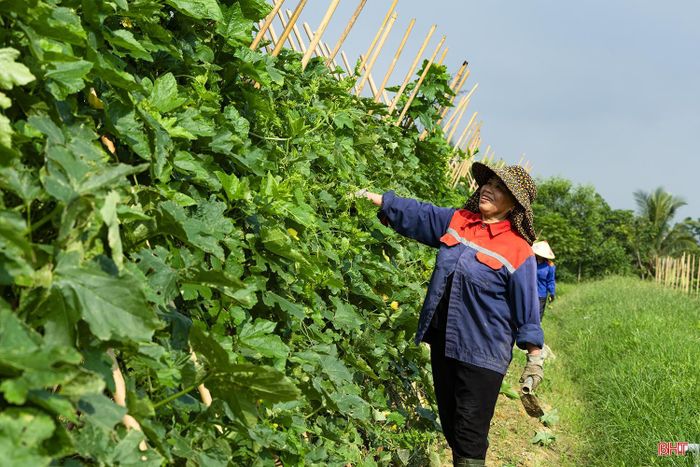 Bà Dương Thị Giáo (thôn Sâm Lộc) chia sẻ: "Trồng bí theo quy trình hữu cơ không sử dụng thuốc cỏ, người dân phải làm bằng tay, thường xuyên bám ruộng để bảo đảm cây bí phát triển đúng quy trình. Sâu bệnh cũng được phòng trừ bằng chế phẩm sinh học. Tuy có vất vả hơn nhưng sức khỏe người sản xuất được đảm bảo, thành phẩm sạch. Đặc biệt, sau 3 tháng đất tơi xốp hơn, xuất hiện nhiều côn trùng có lợi như: giun đất, dế".