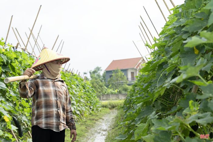 Đây là vụ thử nghiệm nhằm tạo ra sản phẩm nông nghiệp sạch, an toàn, đồng thời đánh giá khả năng thích nghi của cây bí xanh khi trồng theo quy trình hữu cơ trên đất cát Thạch Lạc.