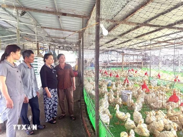 Mô hình nuôi vịt của người dân Bờ Y (Quảng Ngãi). (Ảnh: Cao Nguyên/TTXVN)