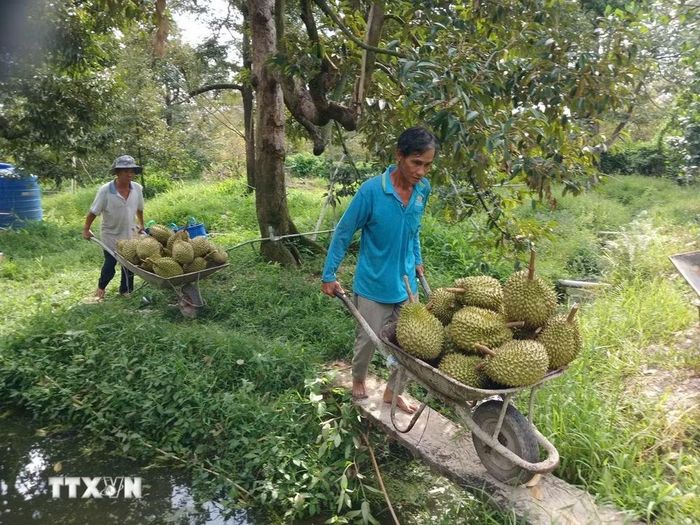 Nhà vườn thu hoạch sầu riêng. (Ảnh: Công Trí/TTXVN)