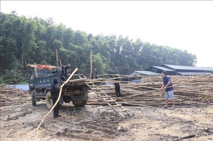 Các điểm tập kết gỗ đang được các cơ sở đốt than vận chuyển lên xe để di chuyển đi nơi khác. Ảnh: Anh Thùy/TTXVN