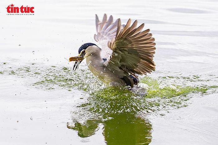 Chim ngậm mồi sau khi săn bắt dưới mặt nước Hồ Gươm.