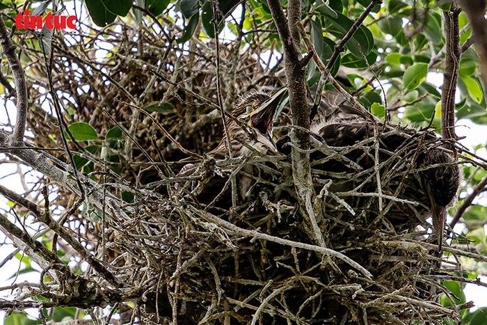 Tổ chim xuất hiện trên cây lớn ven hồ, cho thấy môi trường phù hợp để chim trú ngụ và sinh sản.