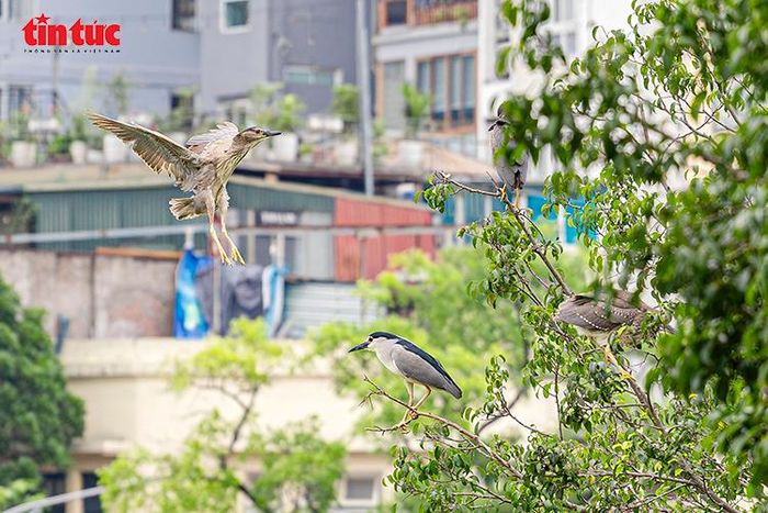 Nhiều cá thể chim hoang dã xuất hiện, đậu trên các tán cây ven Hồ Gươm.
