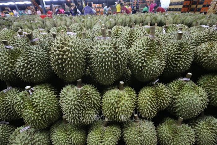 Sầu riêng được bày bán tại Chanthaburi, Thái Lan. Ảnh: THX/TTXVN