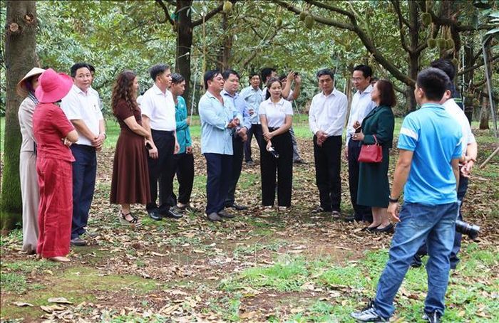 Đại diện chính quyền địa phương, doanh nghiệp và hợp tác xã tham quan tại một vườn sầu riêng ở xã Phú Trung - địa phương có 258 hecta được cấp 5 mã số vùng trồng phục vụ xuất khẩu.