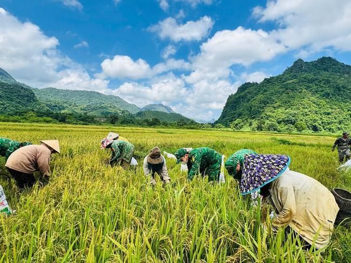 Không khí thu hoạch lúa hối hả.