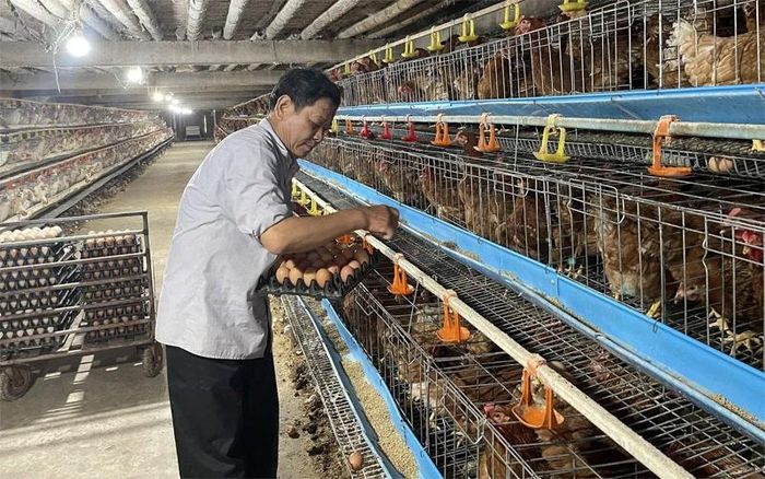 Trang trại chăn nuôi gà đẻ trứng quy mô lớn ở xã Hoằng Lộc.