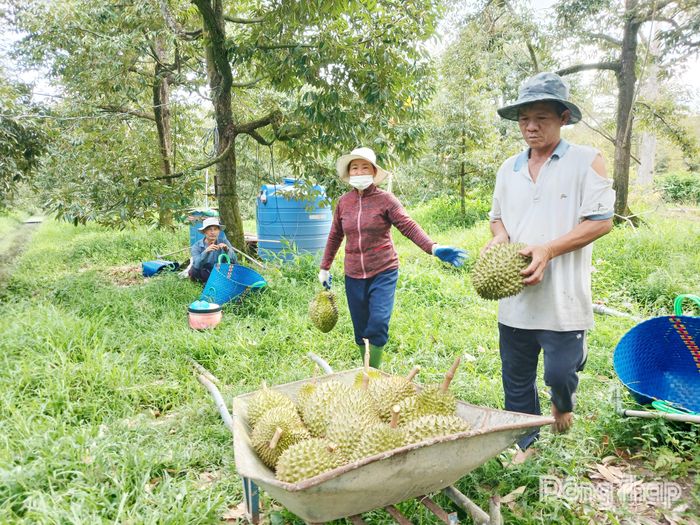 Ách tắc khâu kiểm nghiệm khiến giá sầu riêng giảm mạnh, tiêu thụ gặp khó.