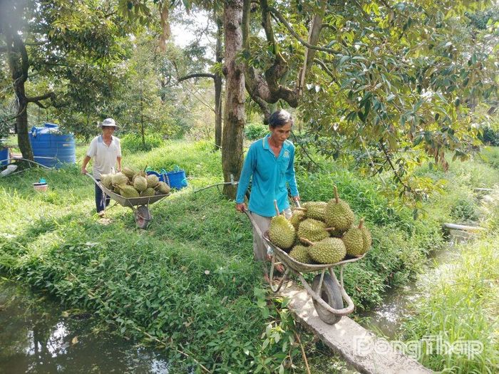 Nhà vườn trồng sầu riêng Ri 6 thua lỗ do giá giảm mạnh.