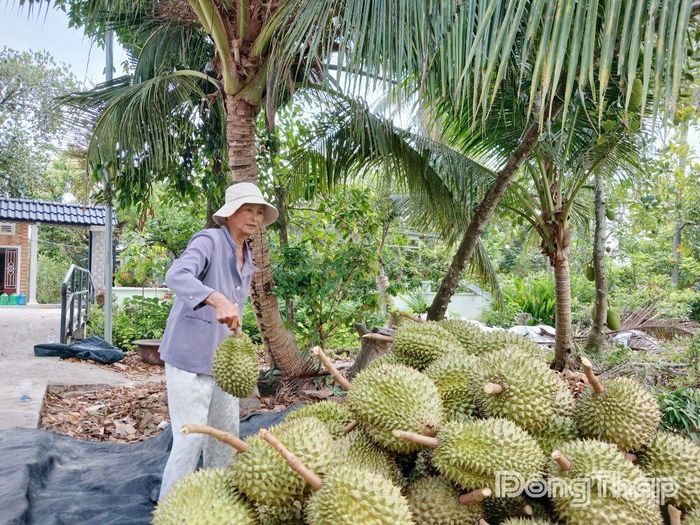 Bà Phạm Thị Sáng buồn bã bên đống sầu riêng Ri 6 vừa thu hoạch.