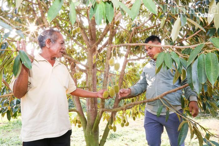 Nông dân trồng sầu riêng lo lắng khi thiếu nước tưới.