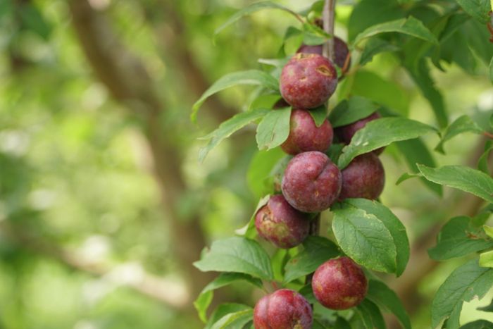 Mận tả van chín sớm cũng bị ảnh hưởng.