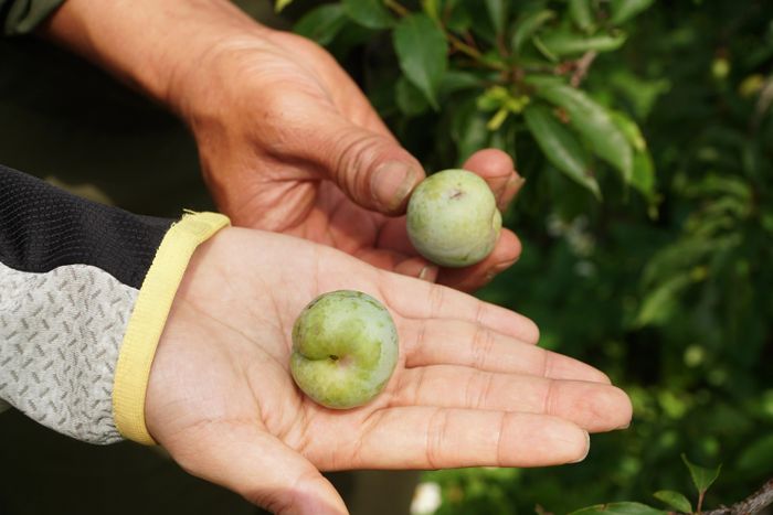 Mưa đá khiến phần lớn quả mận bị sứt sẹo.