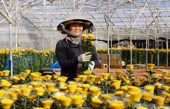 Người dân làng hoa Thái Phiên thu hoạch hoa cúc