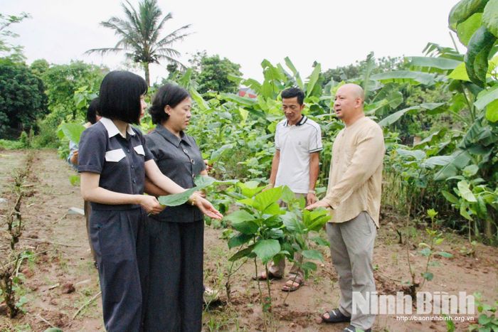 Cán bộ MTTQ Việt Nam phường Nam Hoa Lư tham quan vườn trồng dâu tằm của HTX.