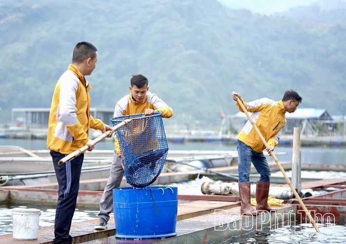 Công ty TNHH Thủy sản Hải Đăng Group - doanh nghiệp đang đi đầu về nuôi cá lồng trên vùng lòng hồ sông Đà.