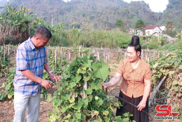 Mô hình trồng rau sạch của phụ nữ xã Mường Chiên.