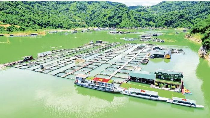 Trang trại nuôi cá trên lòng hồ sông Đà, tỉnh Phú Thọ. (Ảnh: HẢI ĐĂNG)