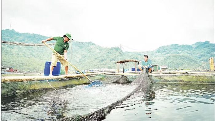 Mô hình nuôi thủy sản tại Hợp tác xã cá sạch Bẩy Tuyển, phường Hòa Bình, tỉnh Phú Thọ. (Ảnh: BẢO LONG)