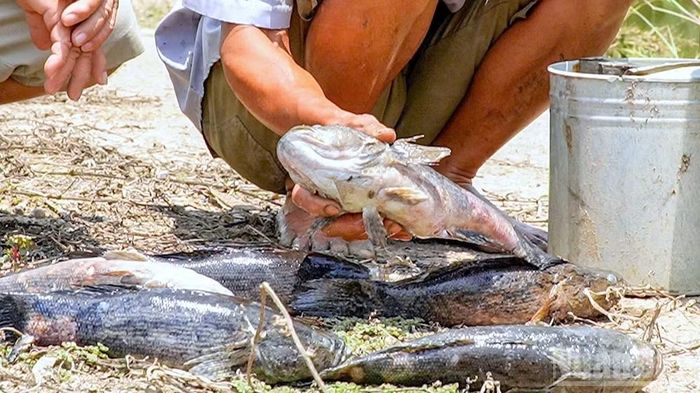 Cá của hộ dân ở khóm 4, phường Tân Thành (tỉnh Cà Mau) nuôi lớn bằng bắp tay nhưng bất ngờ chết, nghi do môi trường bị ô nhiễm.