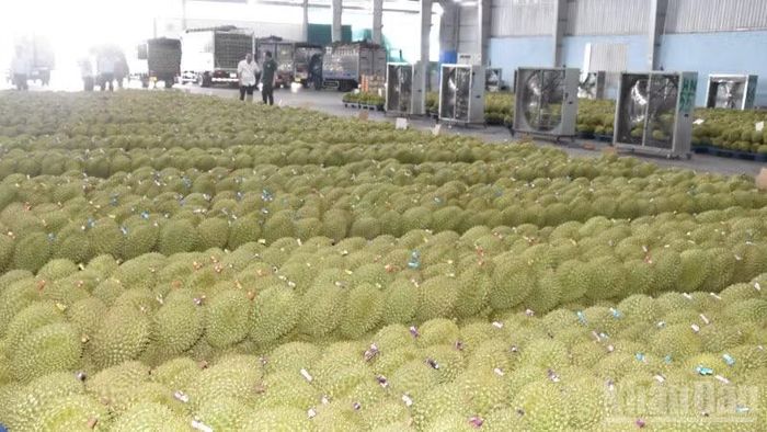 Doanh nghiệp thu mua sầu riêng xuất khẩu tại xã Ngũ Hiệp, tỉnh Đồng Tháp.