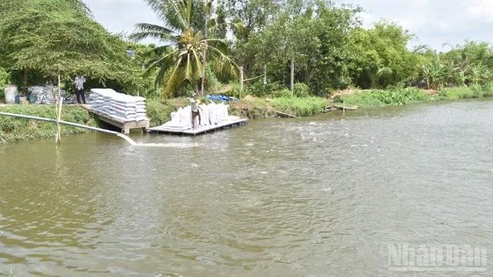Nuôi cá tra ở xã An Hữu, tỉnh Đồng Tháp.