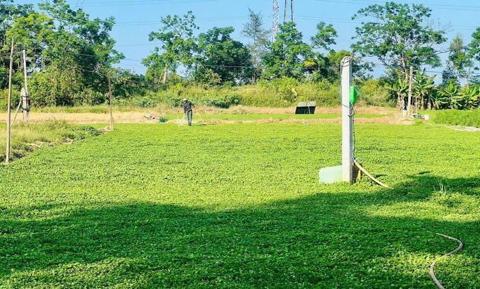 Nhu cầu sử dụng nước trên sông Vĩnh Điện hiện nay rất lớn.