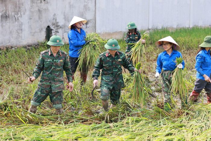  Cán bộ, chiến sĩ Ban Chỉ huy Quân sự xã Quan Thành (tỉnh Nghệ An) phối hợp Đoàn thanh niên xã xuống đồng hỗ trợ nhân dân gặt lúa sau thiên tai 